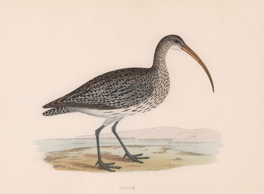 Curlew. Morris's British Birds. Antique colour print 1870 old