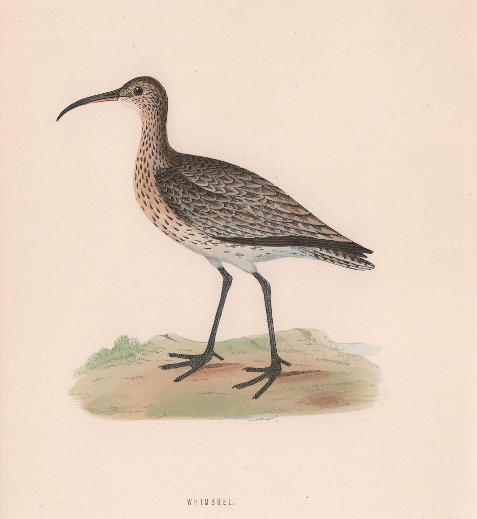 Whimbrel. Morris's British Birds. Antique colour print 1870 old