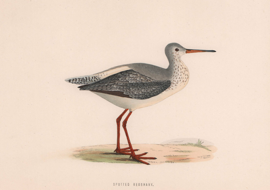 Spotted Redshank. Morris's British Birds. Antique colour print 1870 old