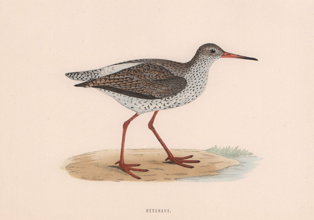 Redshank. Morris's British Birds. Antique colour print 1870 old