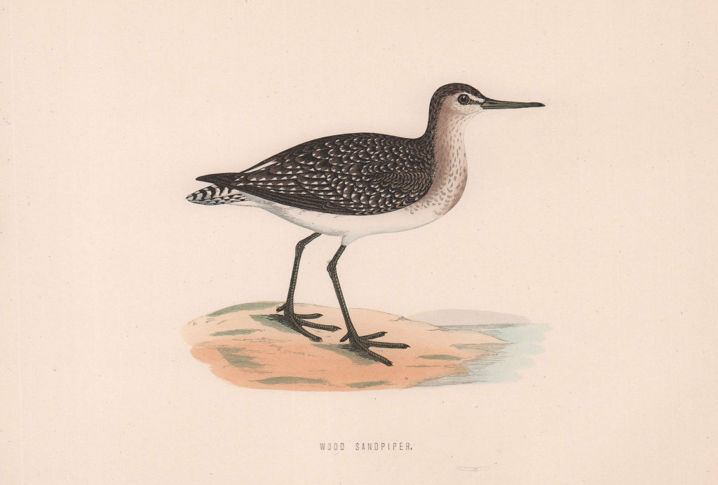 Wood Sandpiper. Morris's British Birds. Antique colour print 1870 old