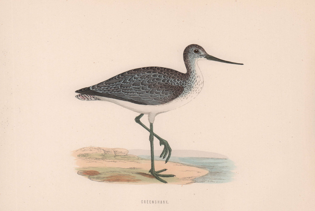 Greenshank. Morris's British Birds. Antique colour print 1870 old