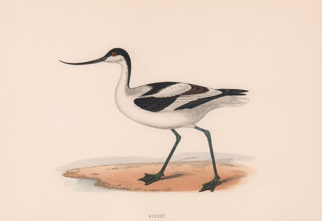 Avocet. Morris's British Birds. Antique colour print 1870 old