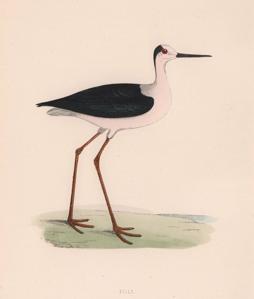 Stilt. Morris's British Birds. Antique colour print 1870 old
