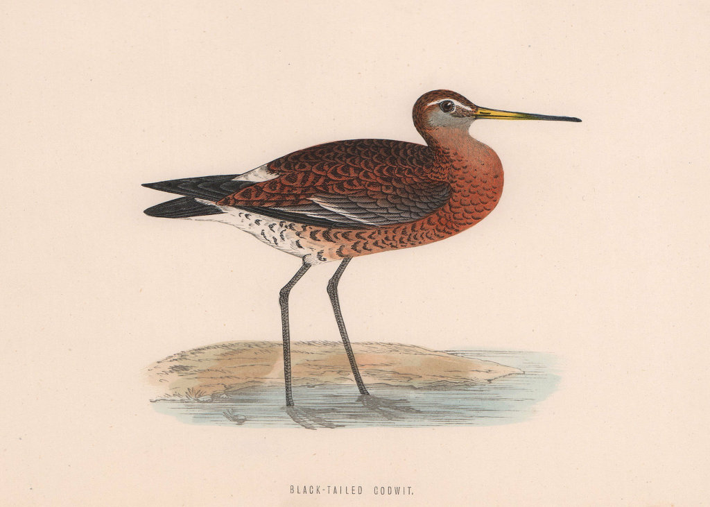 Black-tailed Godwit. Morris's British Birds. Antique colour print 1870