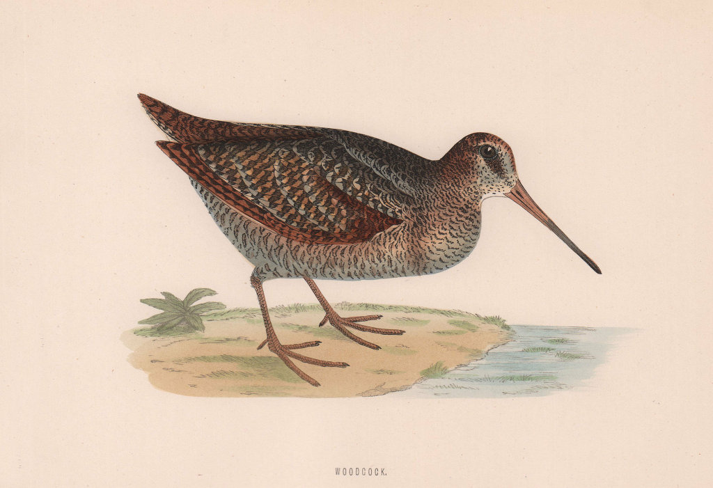 Woodcock. Morris's British Birds. Antique colour print 1870 old