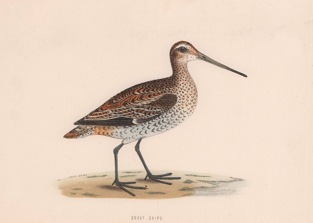 Great Snipe. Morris's British Birds. Antique colour print 1870 old