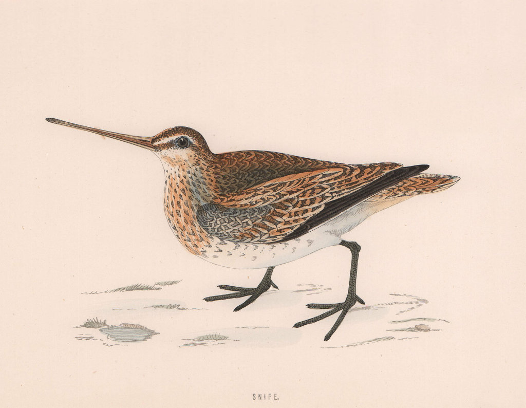 Common Snipe. Morris's British Birds. Antique colour print 1870 old