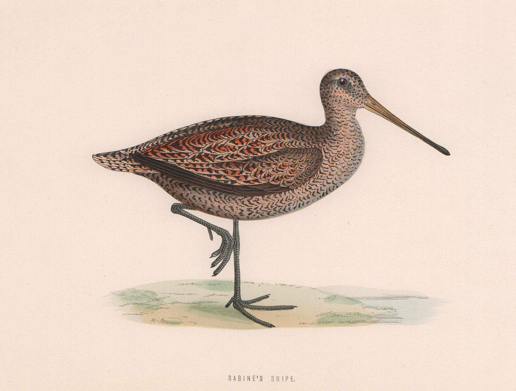 Sabine's Snipe. Morris's British Birds. Antique colour print 1870 old