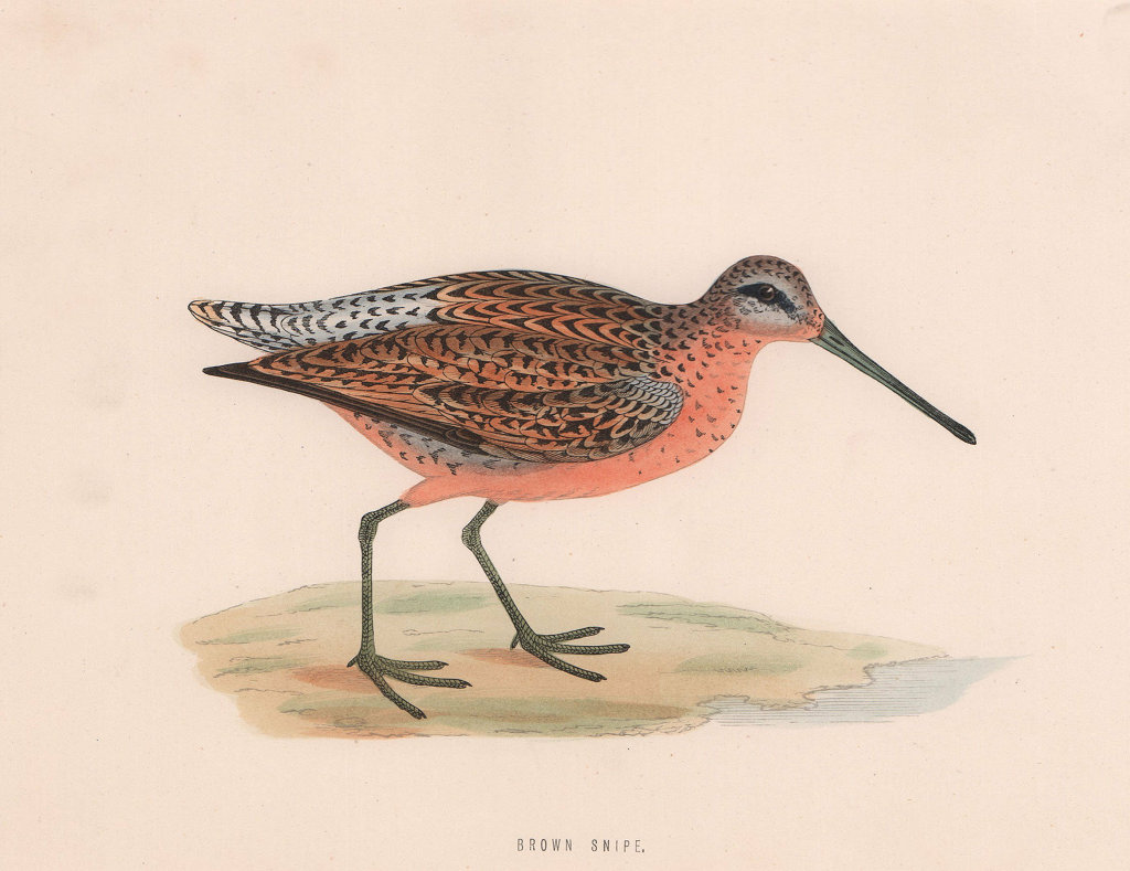 Brown Snipe. Morris's British Birds. Antique colour print 1870 old
