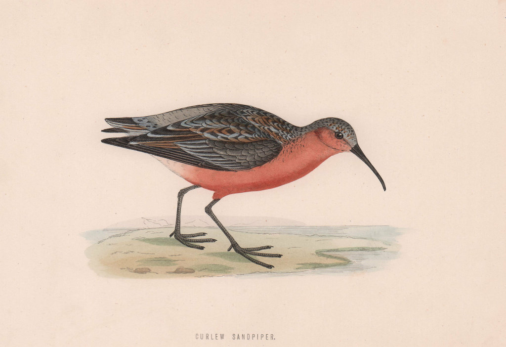 Curlew Sandpiper. Morris's British Birds. Antique colour print 1870 old