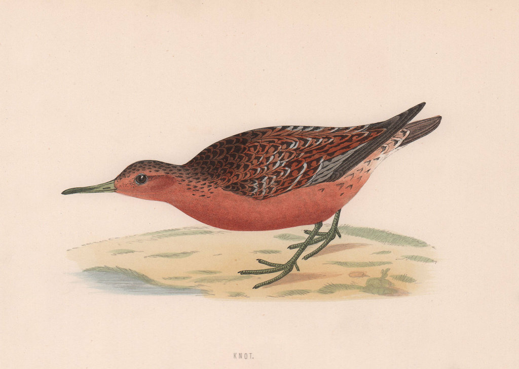 Knot. Morris's British Birds. Antique colour print 1870 old