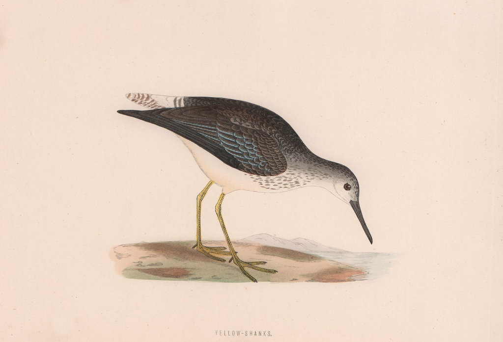 Yellow-Shanks. Morris's British Birds. Antique colour print 1870 old