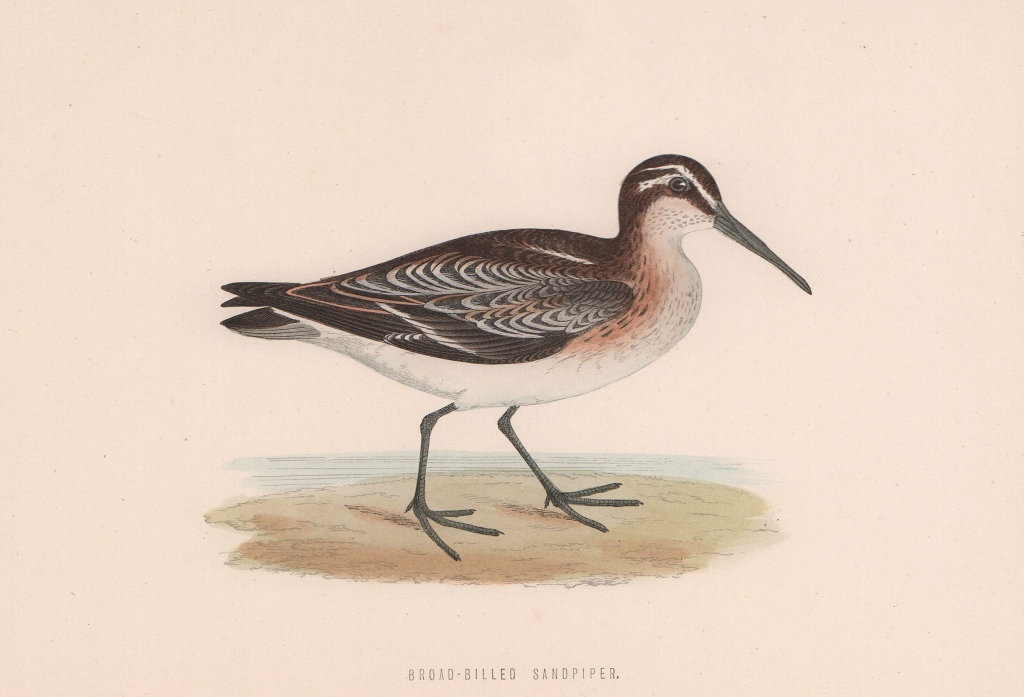 Broad-billed Sandpiper. Morris's British Birds. Antique colour print 1870