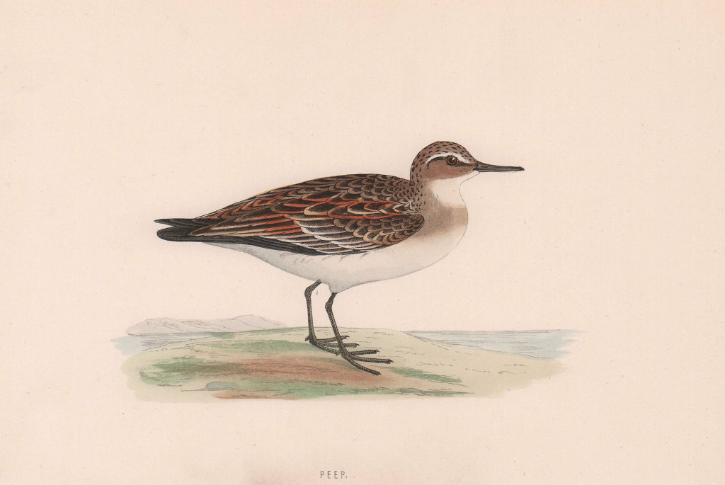 Peep. Morris's British Birds. Antique colour print 1870 old