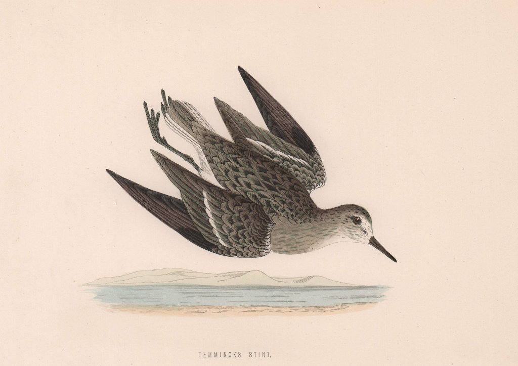 Temminck's Stint. Morris's British Birds. Antique colour print 1870 old