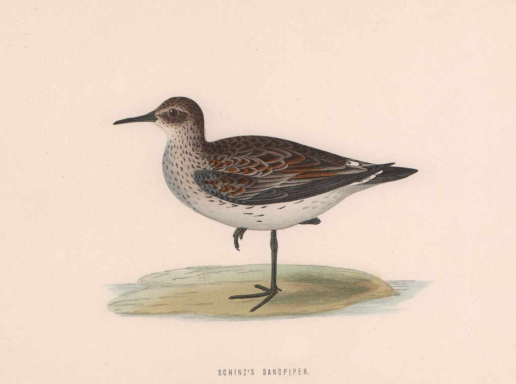 Associate Product Schinz's Sandpiper. Morris's British Birds. Antique colour print 1870