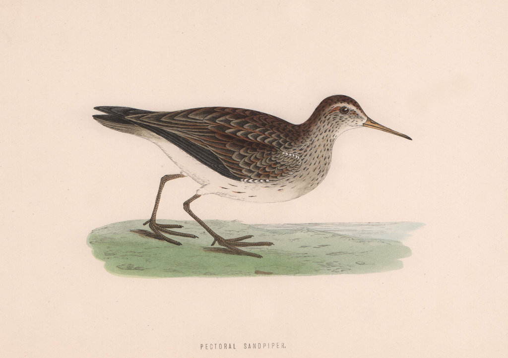 Pectoral Sandpiper. Morris's British Birds. Antique colour print 1870