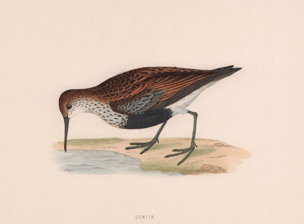 Dunlin. Morris's British Birds. Antique colour print 1870 old