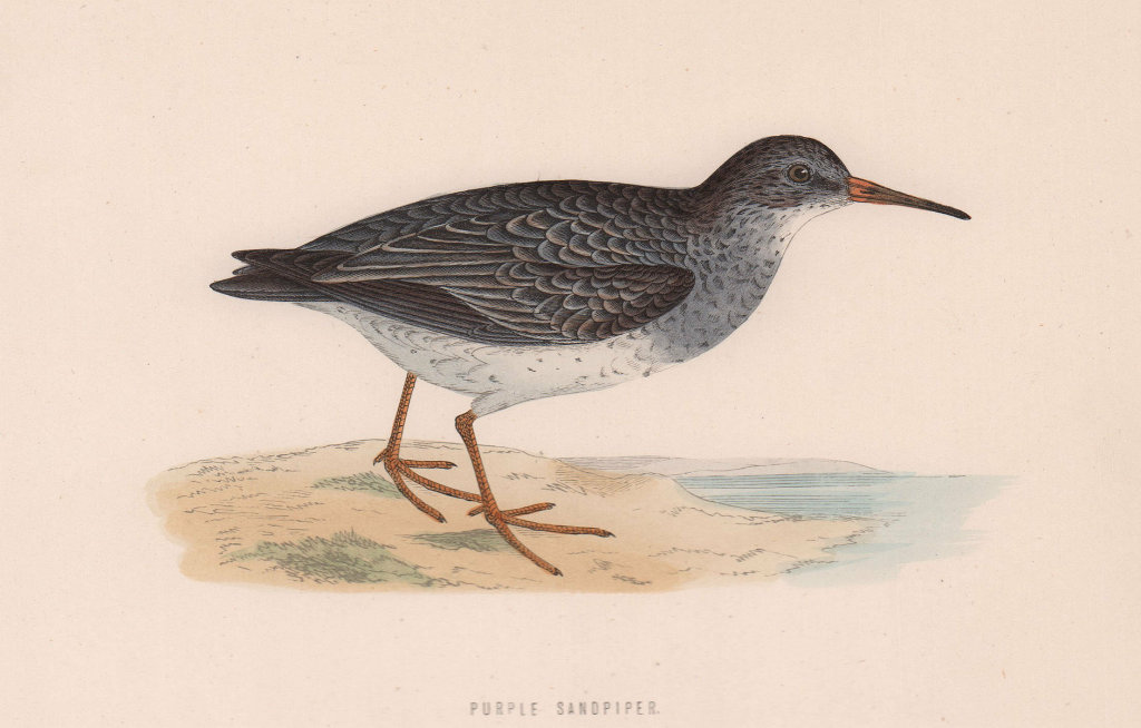 Associate Product Purple Sandpiper. Morris's British Birds. Antique colour print 1870 old