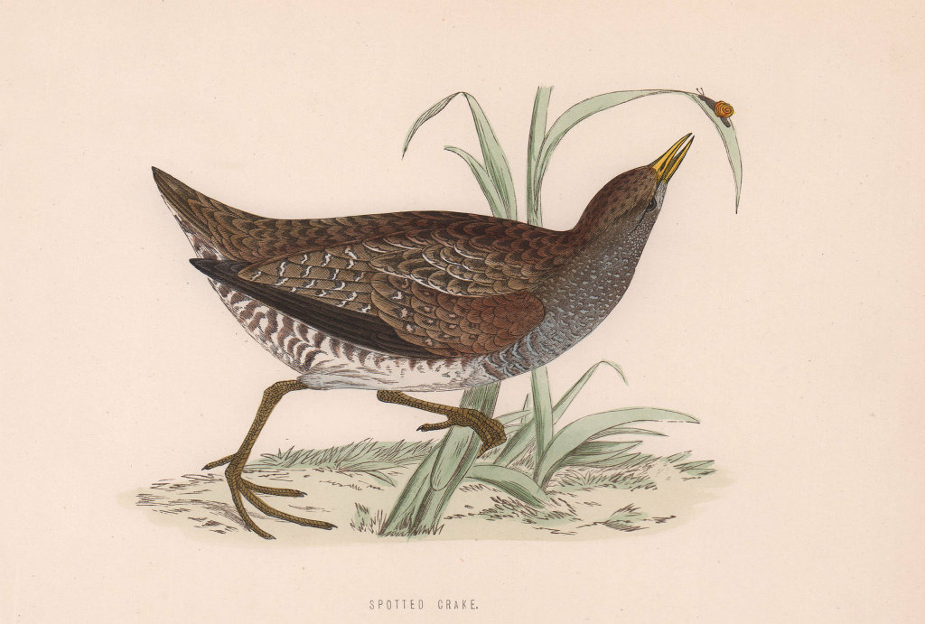 Associate Product Spotted Crake. Morris's British Birds. Antique colour print 1870 old