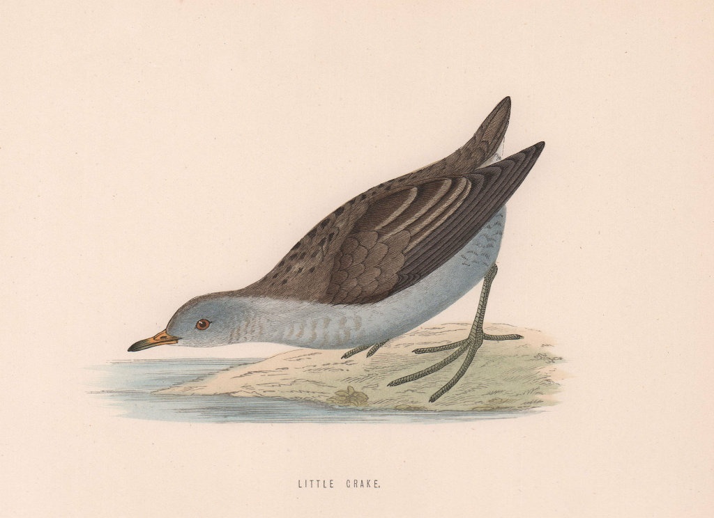 Little Crake. Morris's British Birds. Antique colour print 1870 old