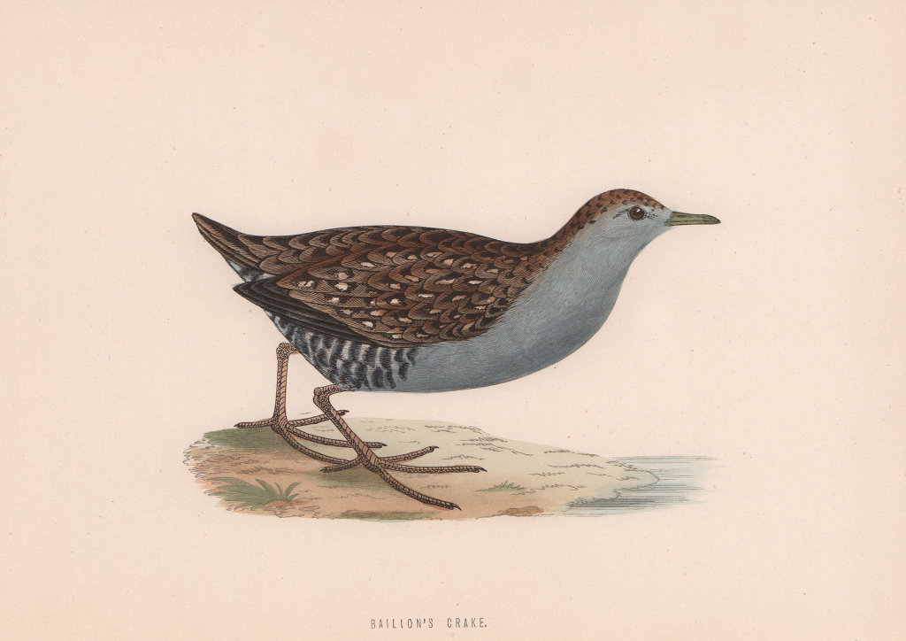 Baillon's Crake. Morris's British Birds. Antique colour print 1870 old