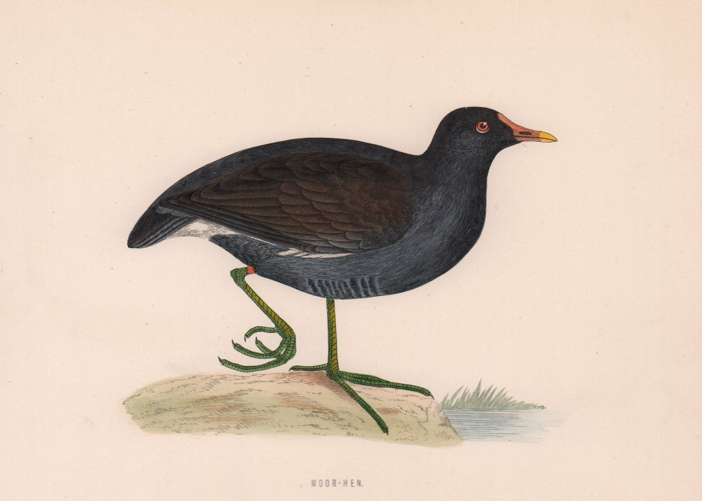Moor-hen. Morris's British Birds. Antique colour print 1870 old