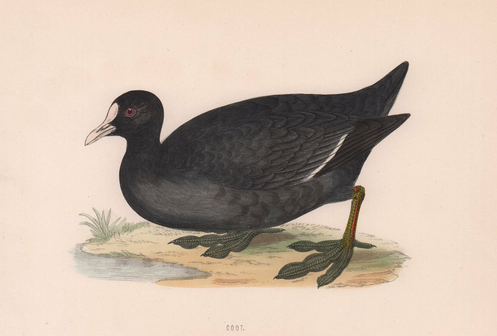 Associate Product Coot. Morris's British Birds. Antique colour print 1870 old