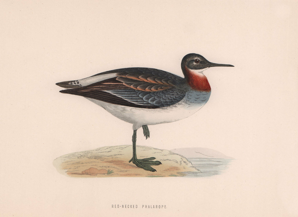 Red-necked Phalarope. Morris's British Birds. Antique colour print 1870