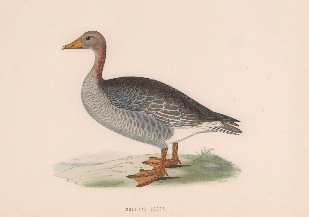 Grey-lag Goose. Morris's British Birds. Antique colour print 1870 old