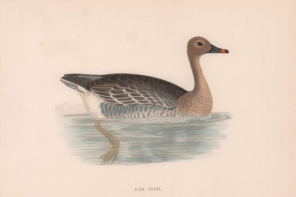 Bean Goose. Morris's British Birds. Antique colour print 1870 old