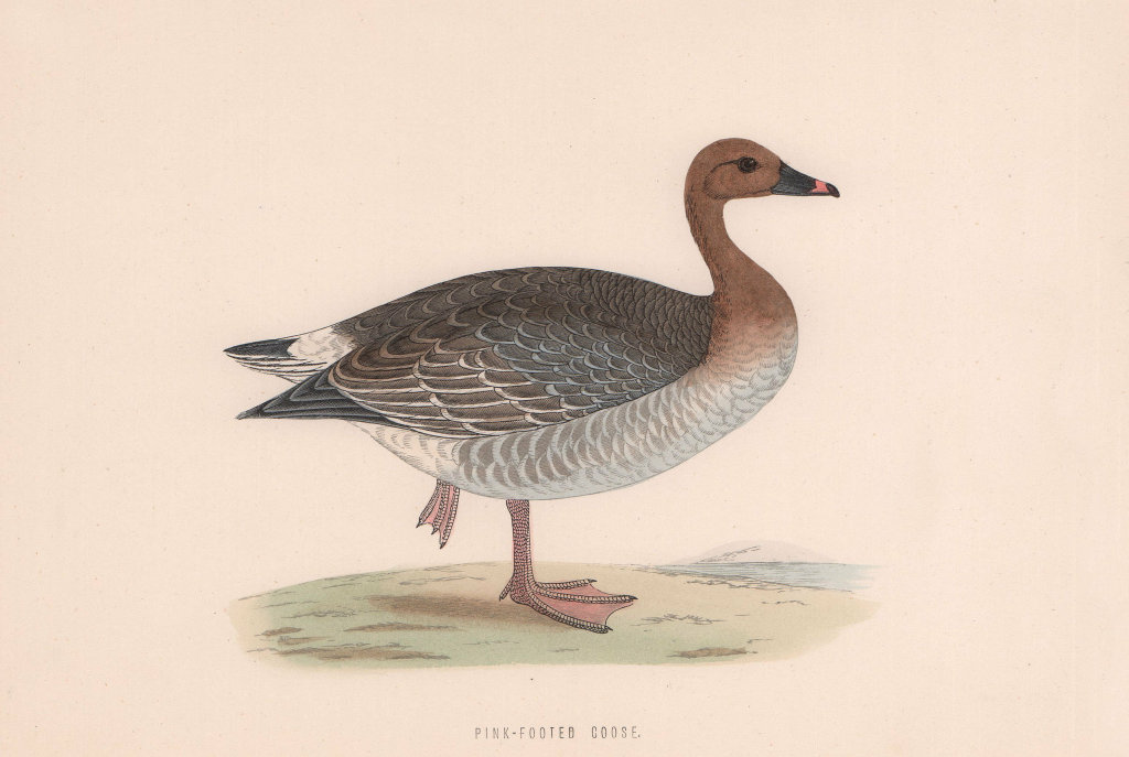 Pink-footed Goose. Morris's British Birds. Antique colour print 1870 old