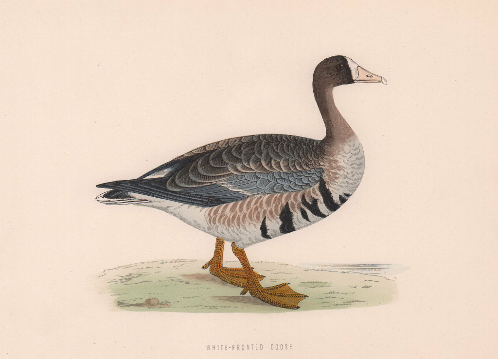 White-Fronted Goose. Morris's British Birds. Antique colour print 1870