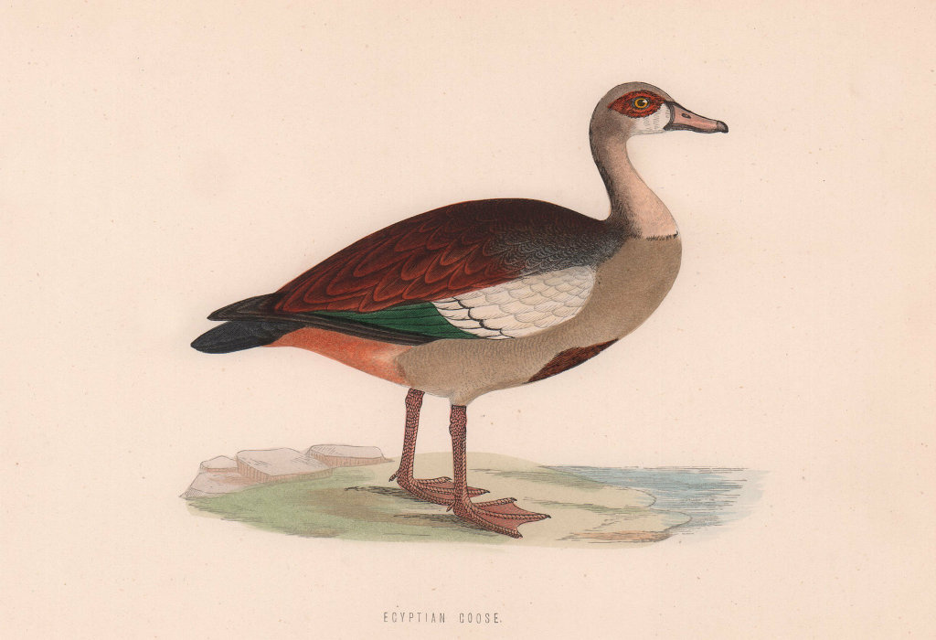 Egyptian Goose. Morris's British Birds. Antique colour print 1870 old