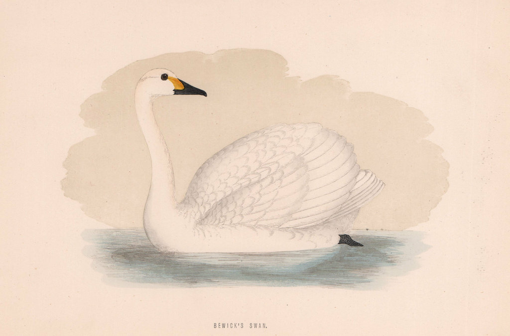 Bewick's Swan. Morris's British Birds. Antique colour print 1870 old