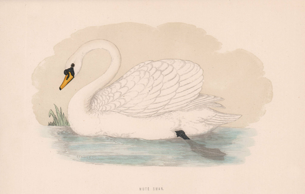 Mute Swan. Morris's British Birds. Antique colour print 1870 old