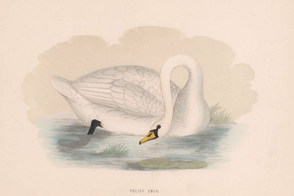Polish Swan. Morris's British Birds. Antique colour print 1870 old