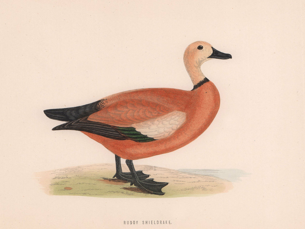 Associate Product Ruddy Shieldrake. Morris's British Birds. Antique colour print 1870 old