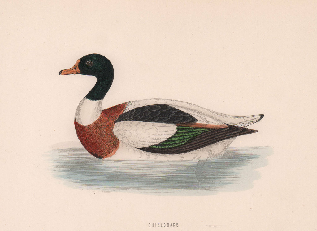 Shieldrake. Morris's British Birds. Antique colour print 1870 old