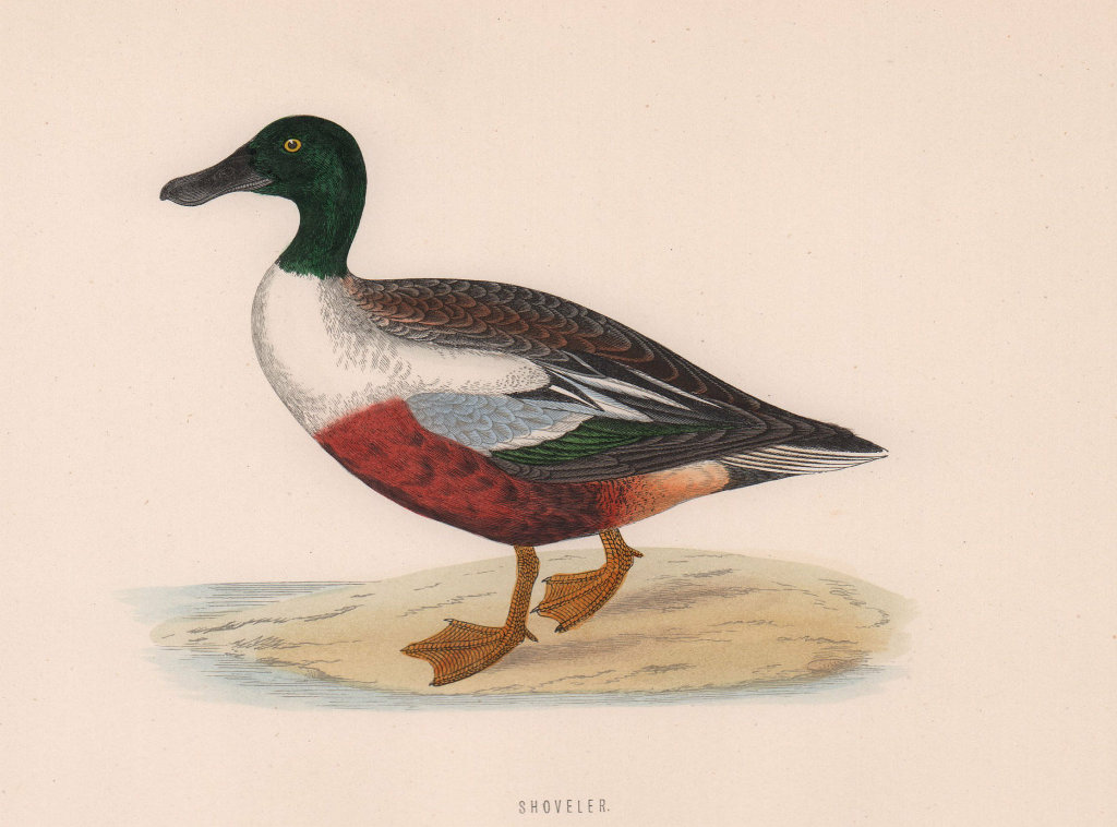 Shoveler. Morris's British Birds. Antique colour print 1870 old