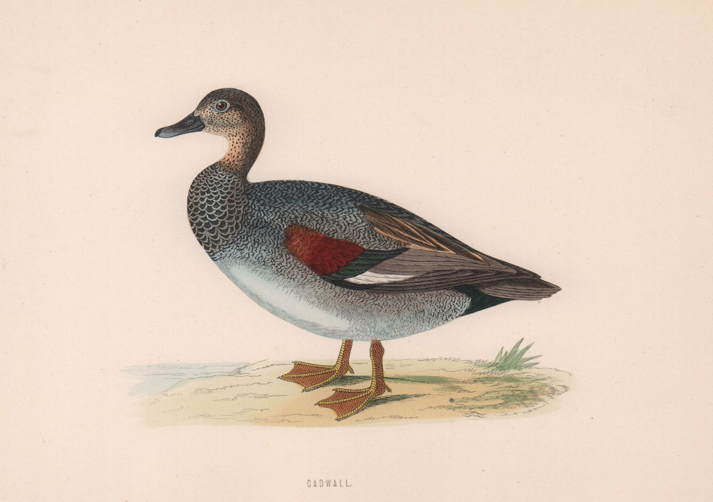 Associate Product Gadwall. Morris's British Birds. Antique colour print 1870 old
