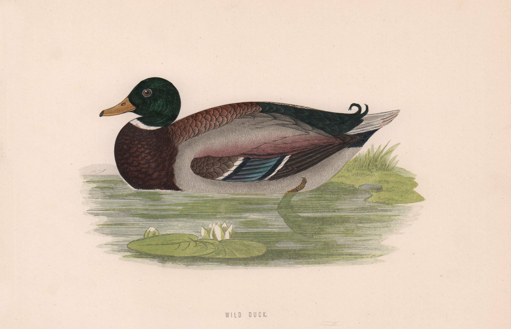 Wild Duck. Morris's British Birds. Antique colour print 1870 old