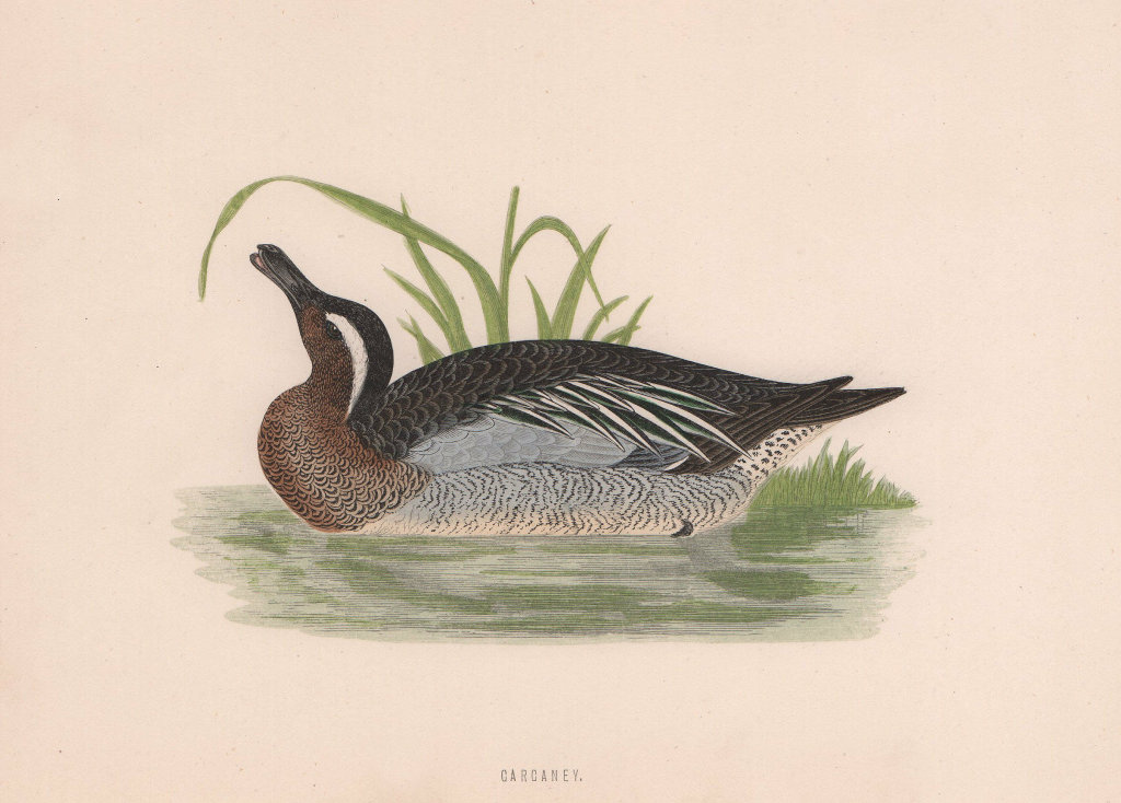 Garganey. Morris's British Birds. Antique colour print 1870 old