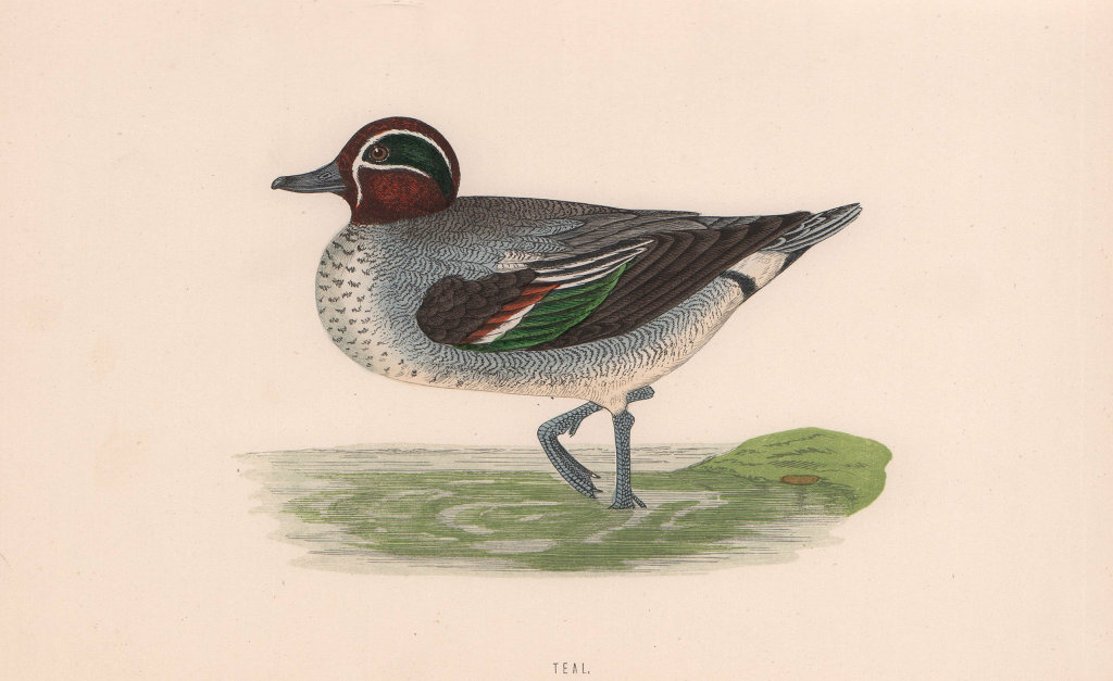 Associate Product Teal. Morris's British Birds. Antique colour print 1870 old