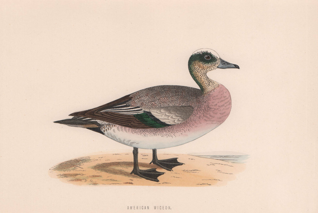 American Wigeon. Morris's British Birds. Antique colour print 1870 old