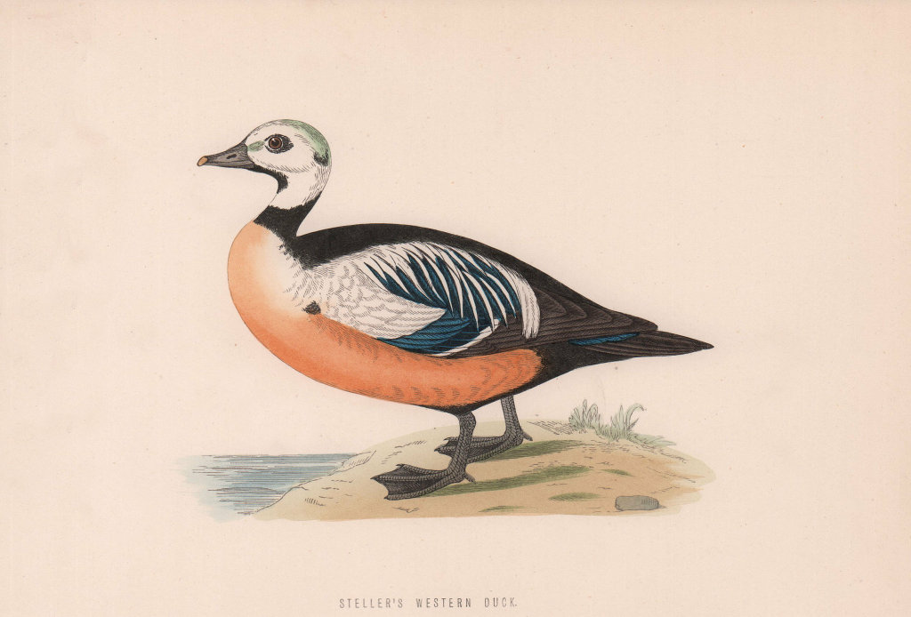 Associate Product Steller's Western Duck. Morris's British Birds. Antique colour print 1870
