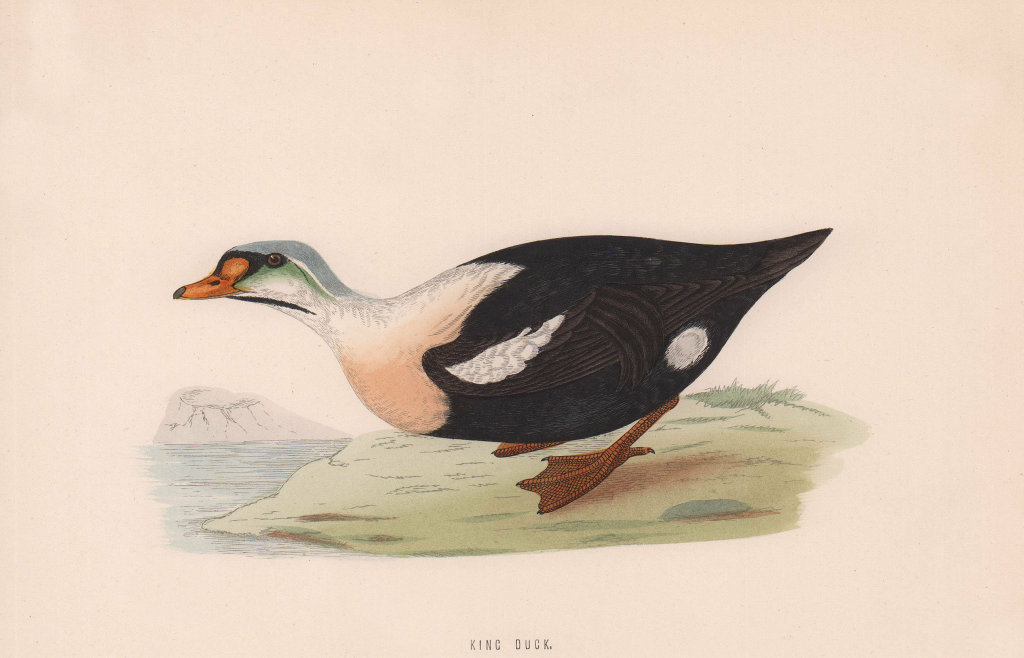 King Duck. Morris's British Birds. Antique colour print 1870 old