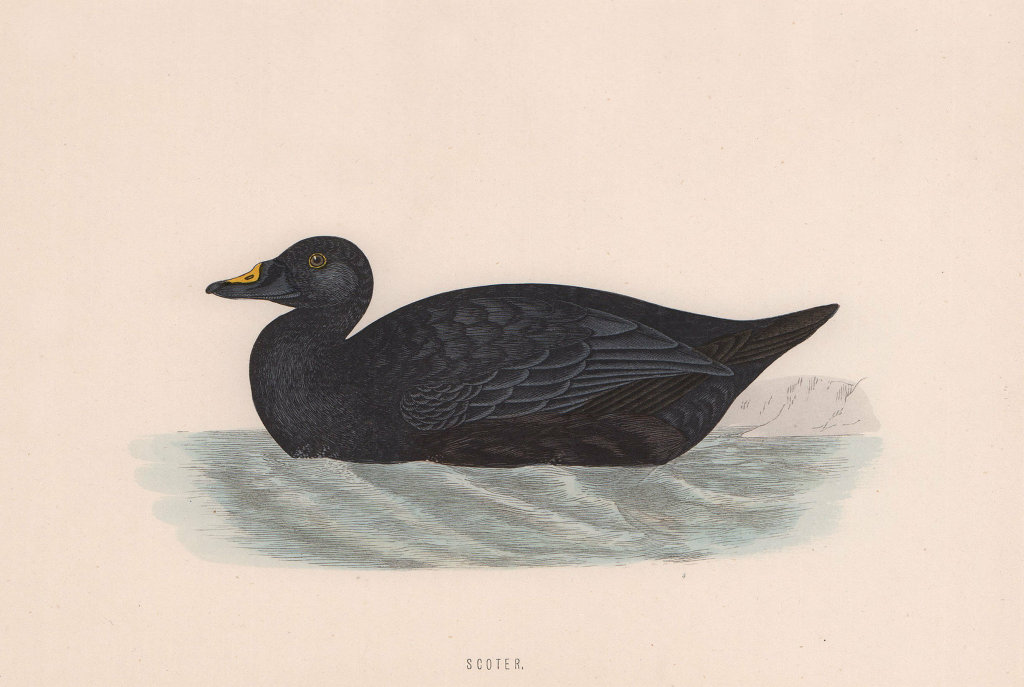 Common Scoter. Morris's British Birds. Antique colour print 1870 old