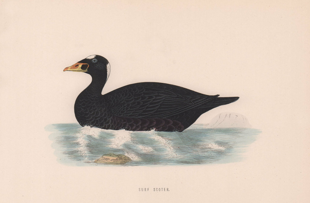 Surf Scoter. Morris's British Birds. Antique colour print 1870 old
